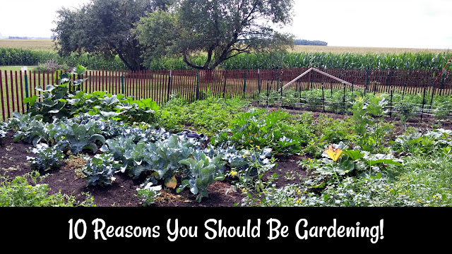 10 Reasons You Should Be Gardening