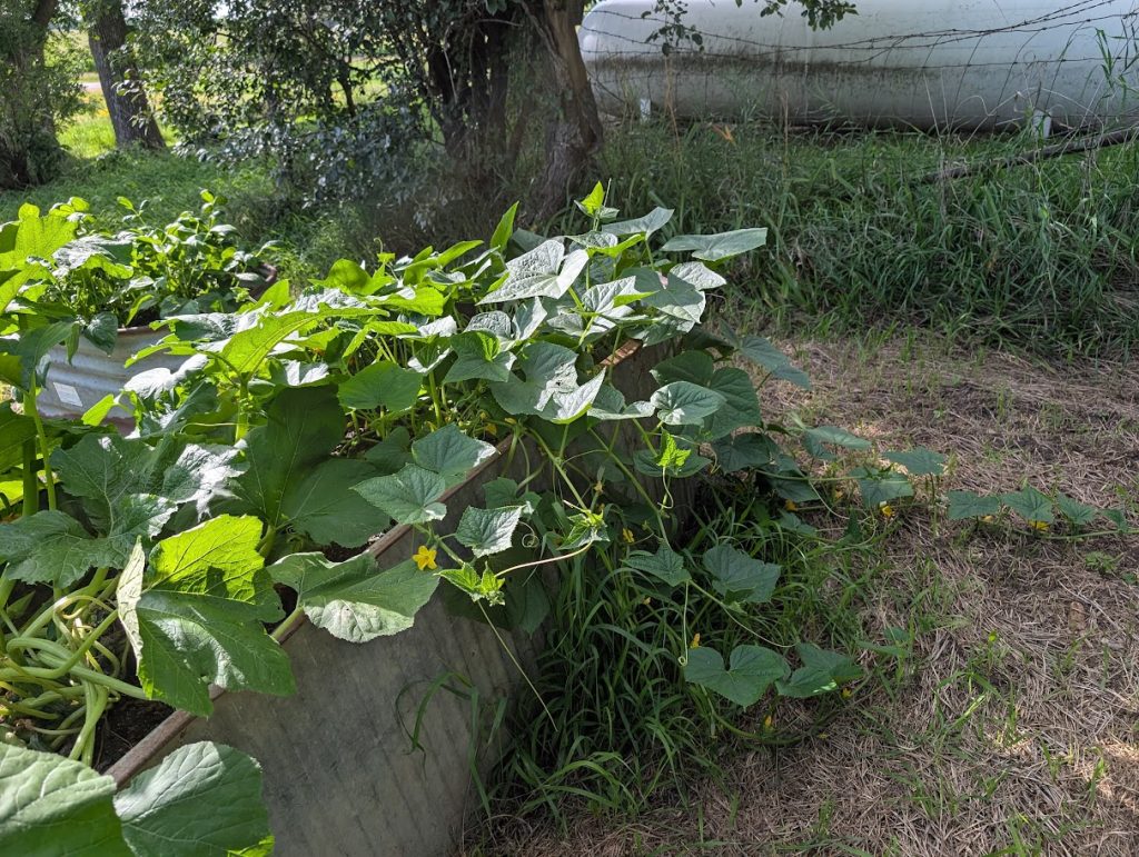 Zucchini in the raised beds